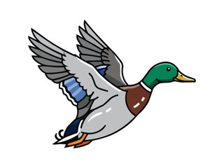 Flying Mallard Duck Vector Illustration, Flying Duck Graphic Design