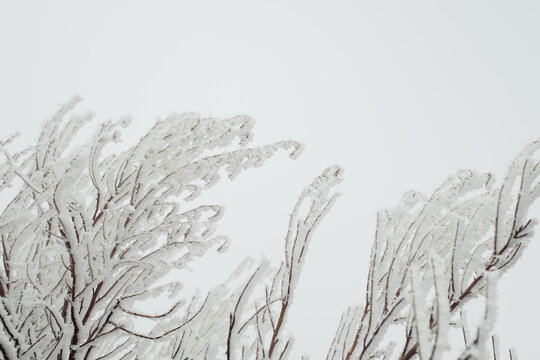 Wildfire burnt sagebrush in Boise foothills covered in hoarfrost