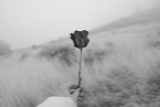 Hand holding rose flower in blurry nature landscape