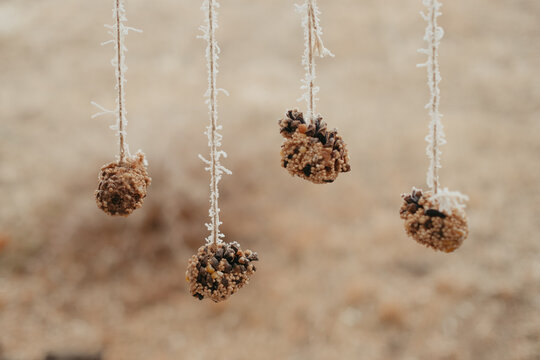 Hanging pinecone bird feeders covered in frost with seeds