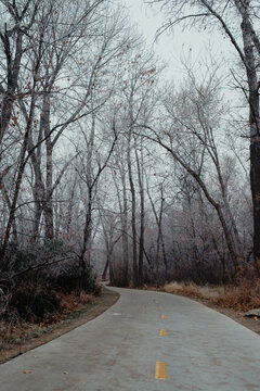 Boise greenbelt path winding through frosty winter trees