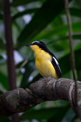 Yellow-rumped Flycatcher Migratory birds perching on branch