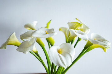 Freshly cut pristine white elegant callas