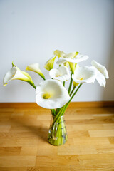 Freshly cut pristine white elegant callas