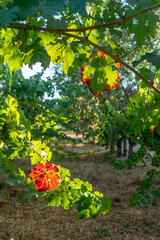Fototapeta premium Grape leaves turning color in Northern California Vineyard