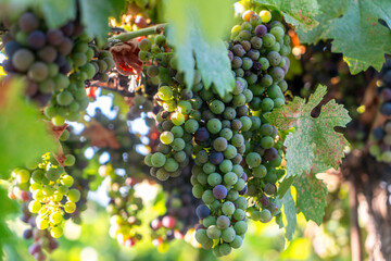 Fototapeta premium Veraison, grapes ripening on vine late spring in Northern California