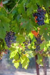 Fototapeta premium Veraison, grapes ripening on vine late spring in Northern California