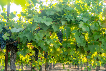 Fototapeta premium Veraison, grapes ripening on vine late spring in Northern California