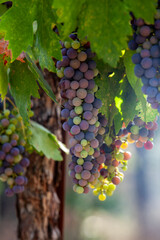 Fototapeta premium Veraison, grapes ripening on vine late spring in Northern California