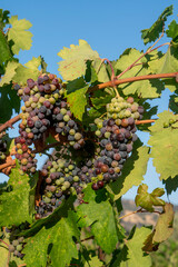 Fototapeta premium Veraison, grapes ripening on vine late spring in Northern California
