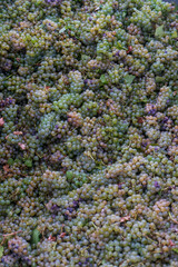 Fototapeta premium White grapes after being handpicked from the vine in California