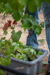 Fototapeta premium Handpicking grapes from vines during harvest in Northern California