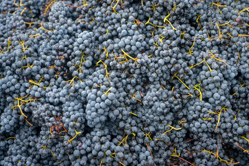 Naklejka premium Red grapes after being handpicked from the vine in Northern California
