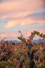 Naklejka premium Red grapes on vine waiting to be harvested in Northern California