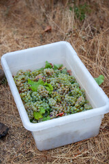 Naklejka premium White grapes in bin after being handpicked from vine in California