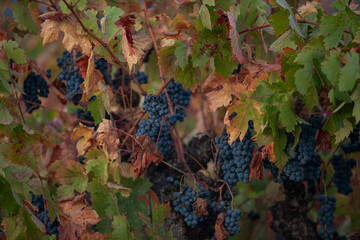 Naklejka premium Red grapes on vine waiting to be harvested in Northern California