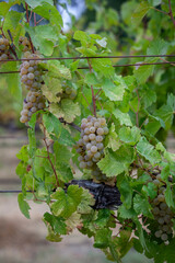 Naklejka premium Ripe white grapes on vine ready to be harvested in Northen California