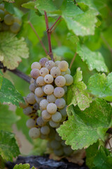 Naklejka premium Ripe white grapes on vine ready to be harvested in Northen California