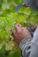 Naklejka premium Close-up of mans hand picking grapes from vines in Northern California