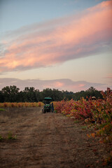 Naklejka premium Tractor on a fall morning during grape harvest in Northern California