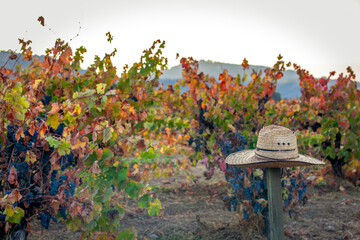 Naklejka premium Workers straw hat hanging on post during grape harvest