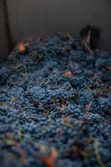 Naklejka premium Red harvested grapes filling large grape bin durning harvest