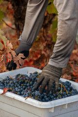 Naklejka premium Handpicking grapes from vines during harvest in Northern California