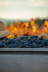 Naklejka premium Red grapes in grape bin after being hand harvested on a fall morning
