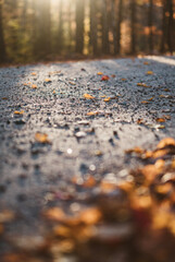 Close up of leaves on a dirt road in New Hampshire during fall foliage