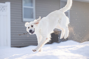Energetic white dog jumping in snow with a stick in mouth