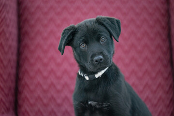 Black puppy with tilted head on red patterned armchair.