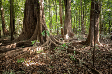 Big tree on river island in green amazon rainforest, Anavilhanas