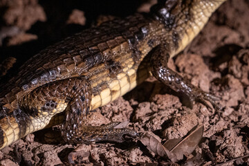 Spectacled caiman in amazon rainforest, Anavilhanas Archipelago