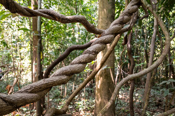 Big tree roots and vines in green amazon rainforest, Anavilhanas