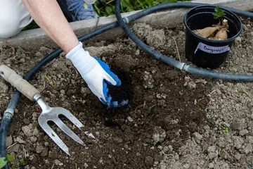 Fototapete Rund Dahlie Adding compost to soil hole before planting dahlia tuber  © Cavan