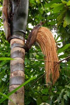 Palm tree in riverside community Santo Ant&ocirc;nio, RDS Rio Negro