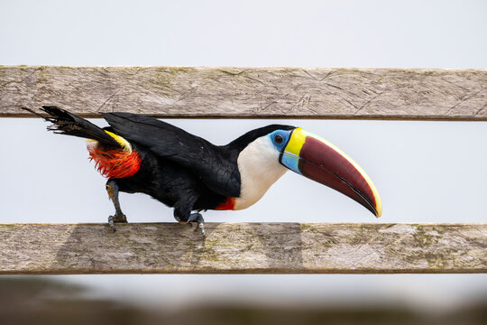 White-throated toucan in RDS Rio Negro, near Anavilhanas Archipelago