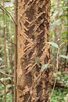 Termite tunnels on tree in green amazon rainforest near Anavilhanas