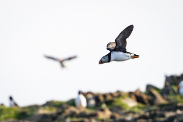 Puffins Flying over a Rocky Cliff