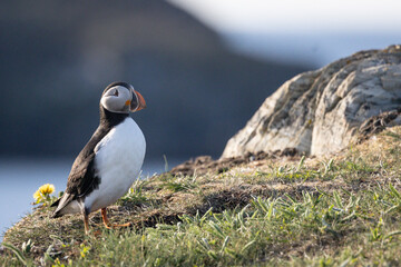 Puffin on a rocky Cliff