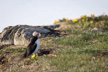 Puffin Standing on a Cliff
