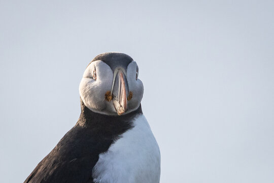 Portrait of an Atlantic Puffin - Powered by Adobe
