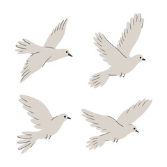 set of birds in flight. Drawn gray pigeon. Pigeon Bird Various Poses vector illustration