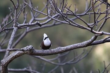 White crested Laughingthrush