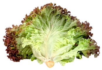 Fresh red leaf lettuce with vibrant green and red leaves. Isolated, showcasing intricate texture and natural shape. Ideal for healthy food and organic concepts.