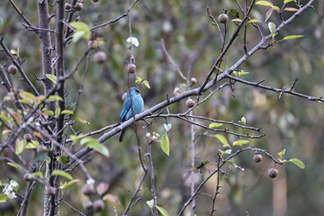 Verediter Flycatcher
