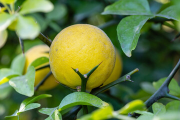 Green fruits of Trifoliate orange tree in garden close up. Citrus trifoliata