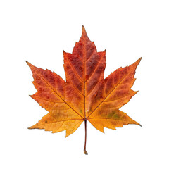 Single Maple Leaf Autumn Colors Isolated on Black Background with Sparkle Detail and Visible Veins