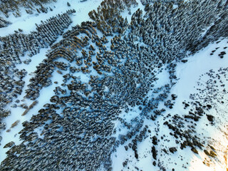 Extreme high angle aerial shot capturing the dense, detailed texture of a snow-covered mountain slope thickly covered in coniferous trees and light snow fields