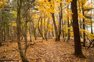 Fototapeta premium 美しい紅葉の森を歩く